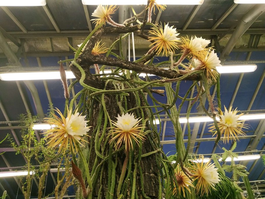 Царица ночи Ботанический сад Петра Великого