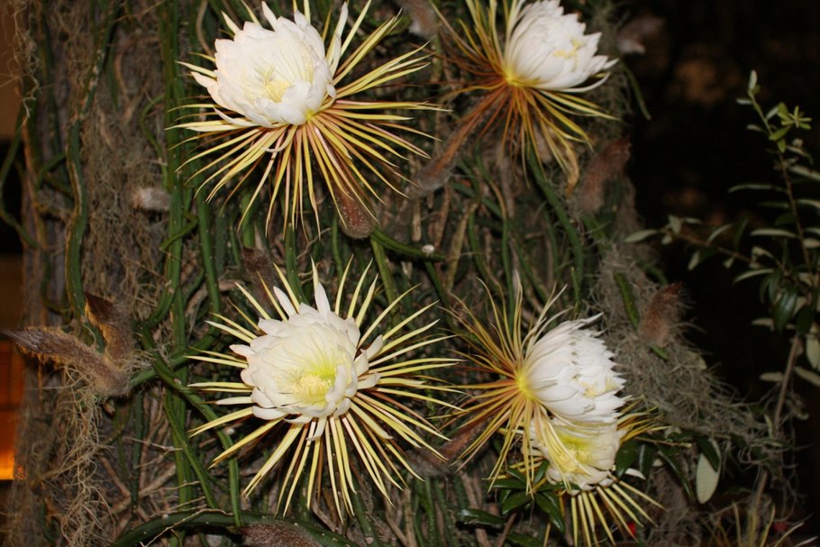 Селеницереус Грандифлорус