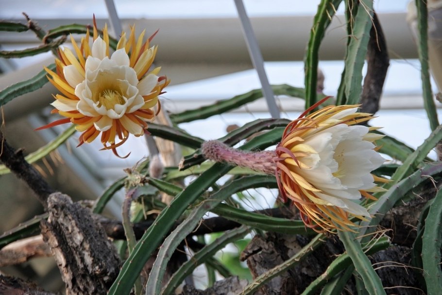 Селеницереус крупноцветковый