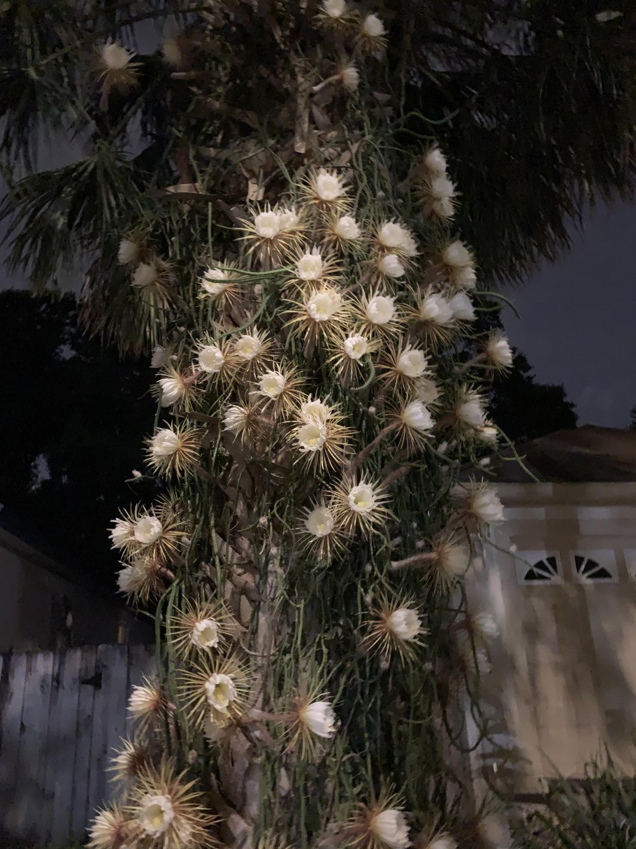 Лунный цереус