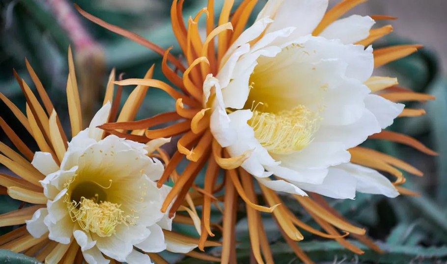 Царица ночи цветок Ботанический сад