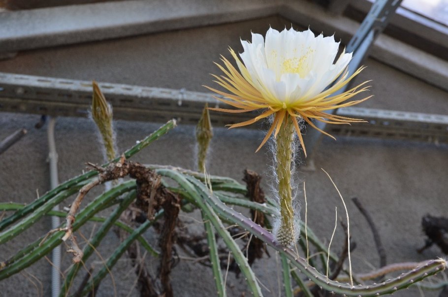 Селеницереус крупноцветковый