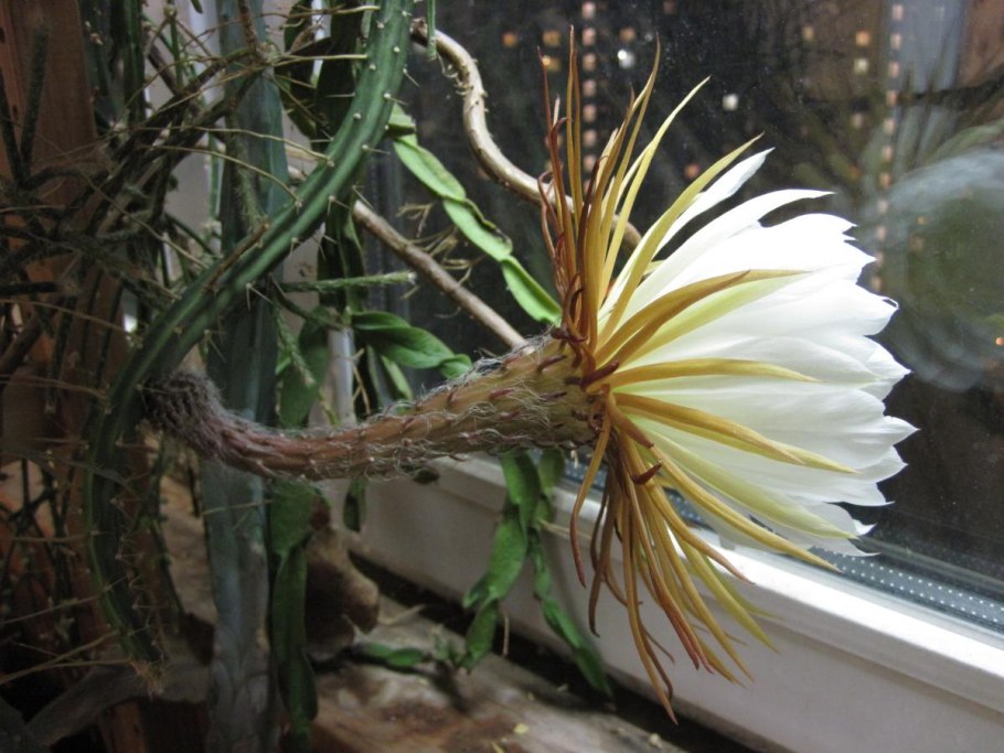 Царица ночи Бенев