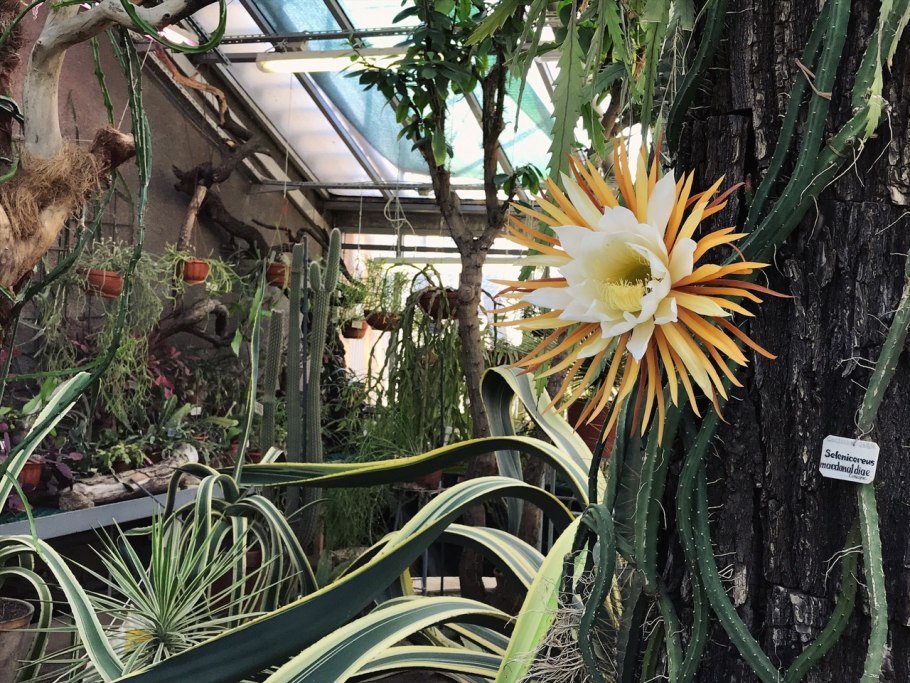 Кактусовая оранжерея Ботанический сад Петра Великого