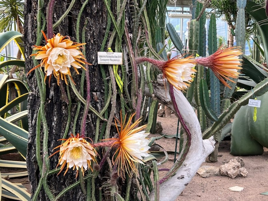 Царица ночи Ботанический сад СПБ