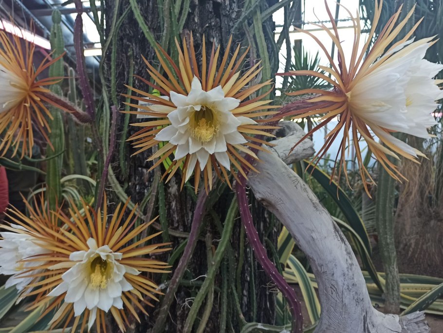 Кактус царица ночи СПБ