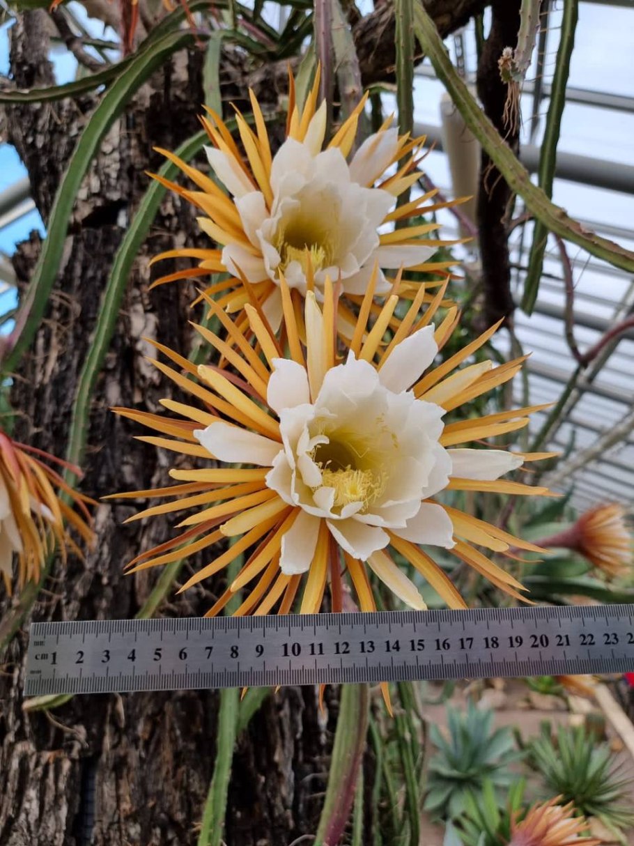 Кактус царица ночи Ботанический сад