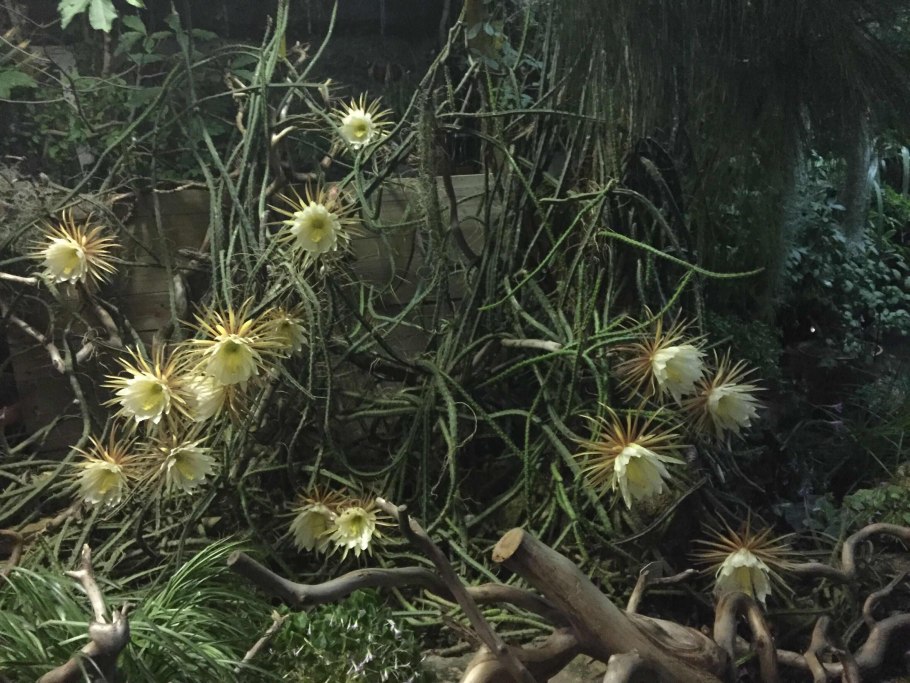 Эпифиллум рыбья кость