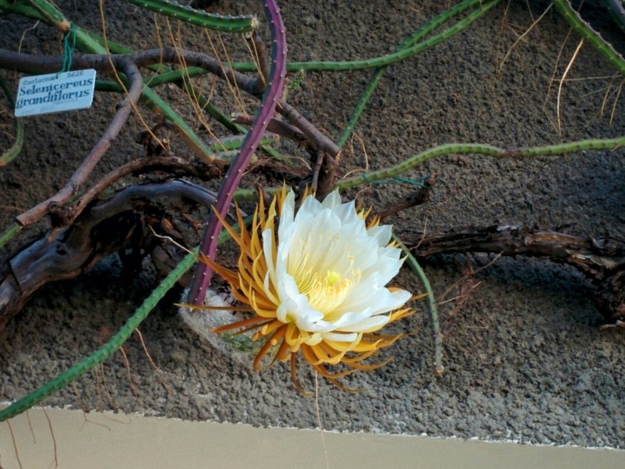 Царица ночи цветок Ботанический сад