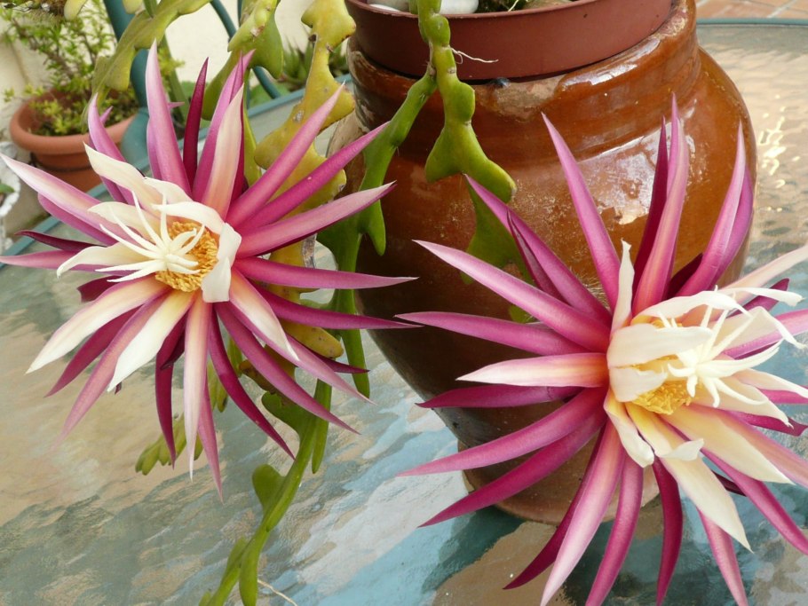 Кактус эпифиллум Королева ночи