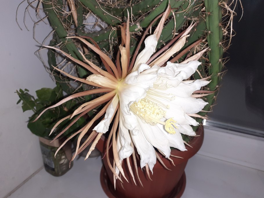 Кактус Цветущий зимой