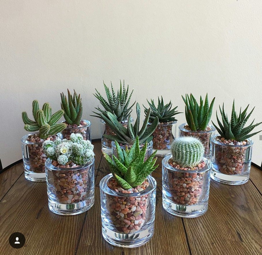 Украсить Кактус в горшке