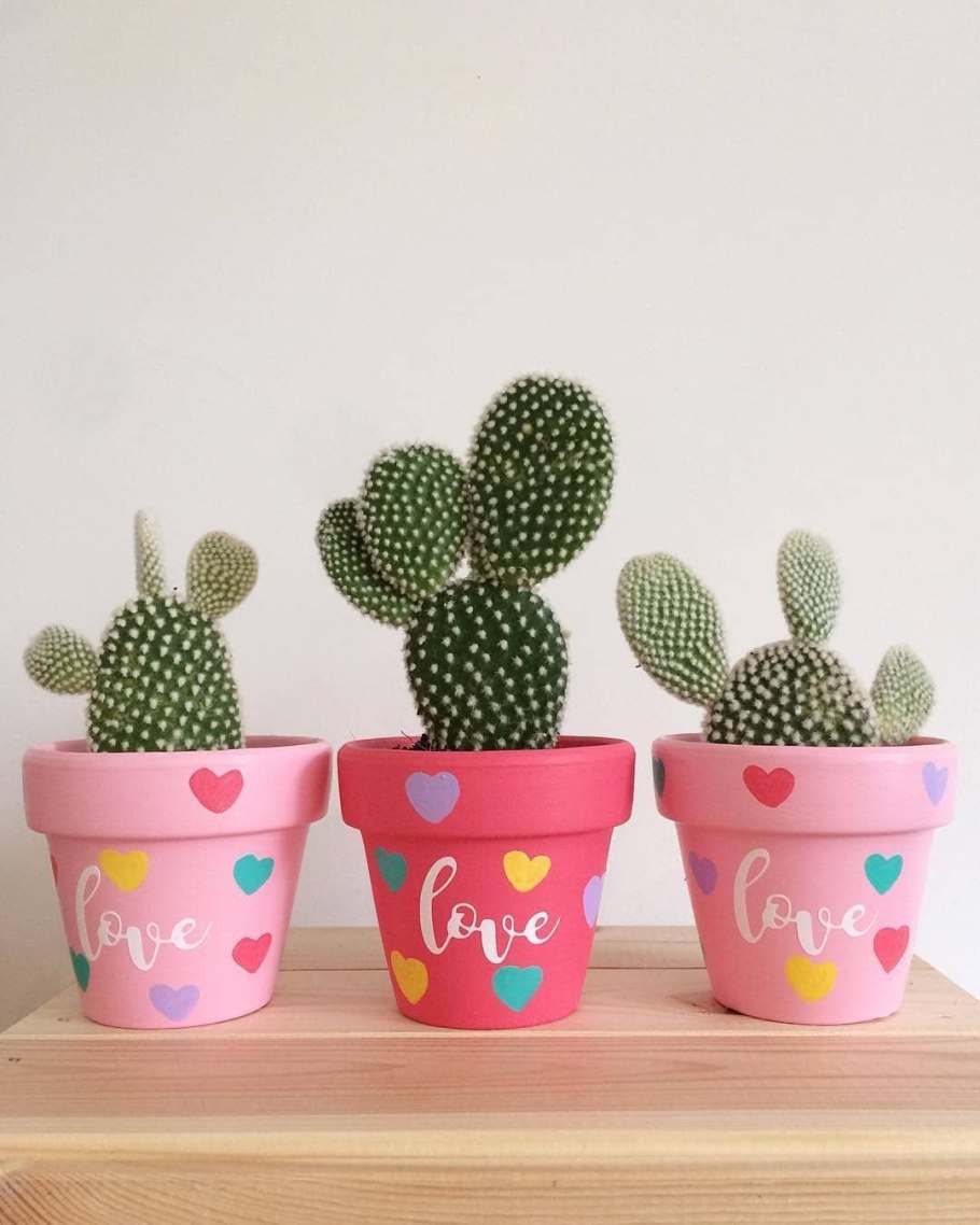 Ушастый Кактус