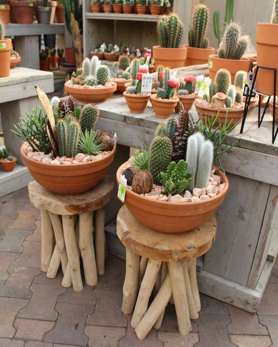 Кактус в прозрачном горшке