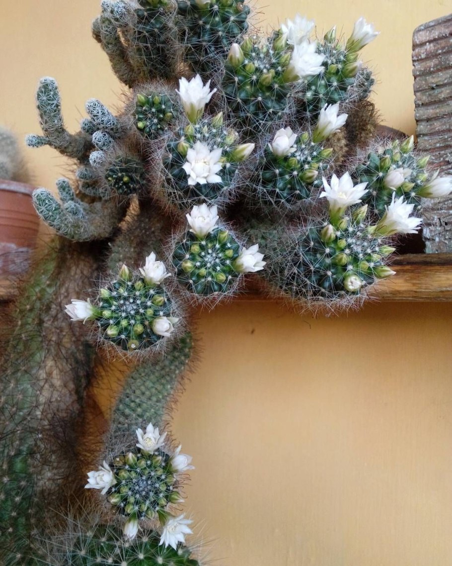 Кактус или суккулент