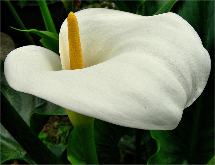 Белый Арум