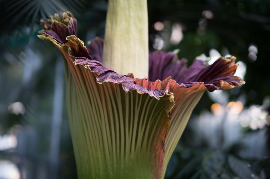 Трупный цветок