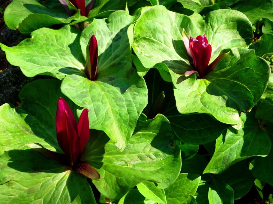 Садовый цветок большие листья сердцевидные