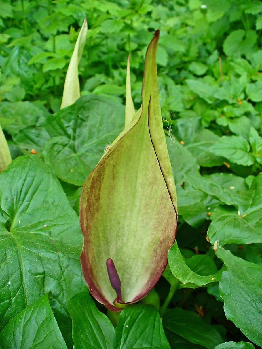 Arum maculatum растение