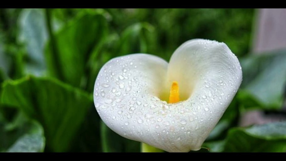 Arum Flower