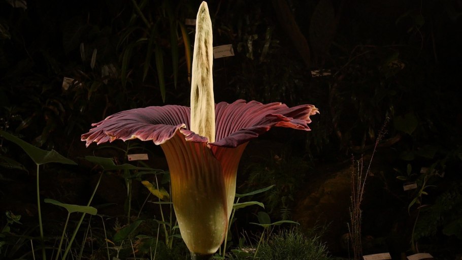 Титан Арум Уайлдфлауэр
