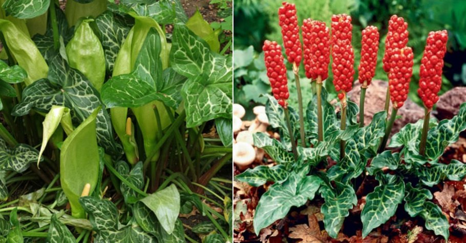 Аронник arum Italicum