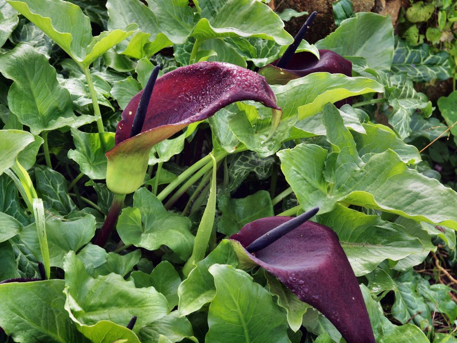 Дракункулюс обыкновенный