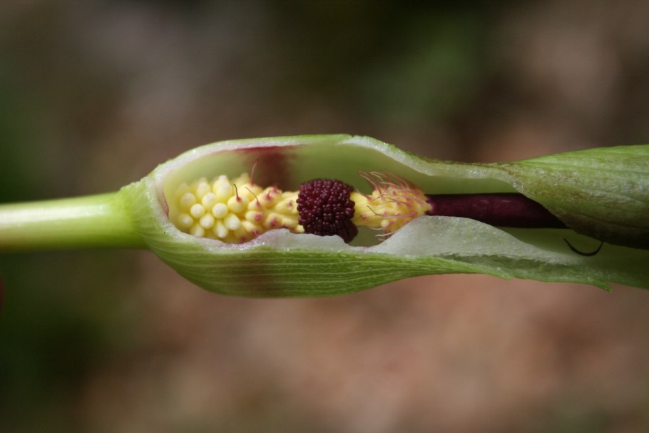 Arum maculatum
