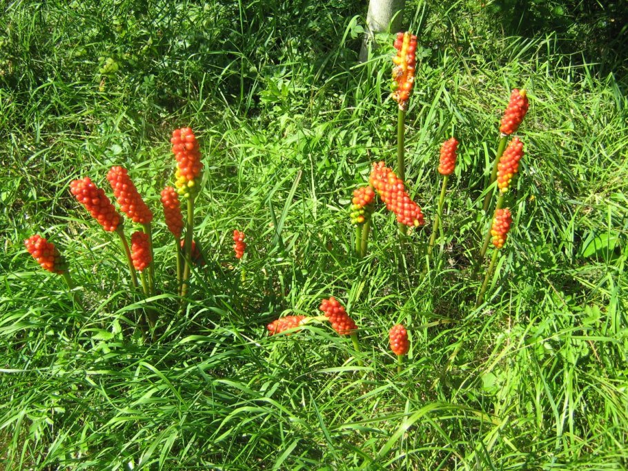 Аронник Арум Италикум