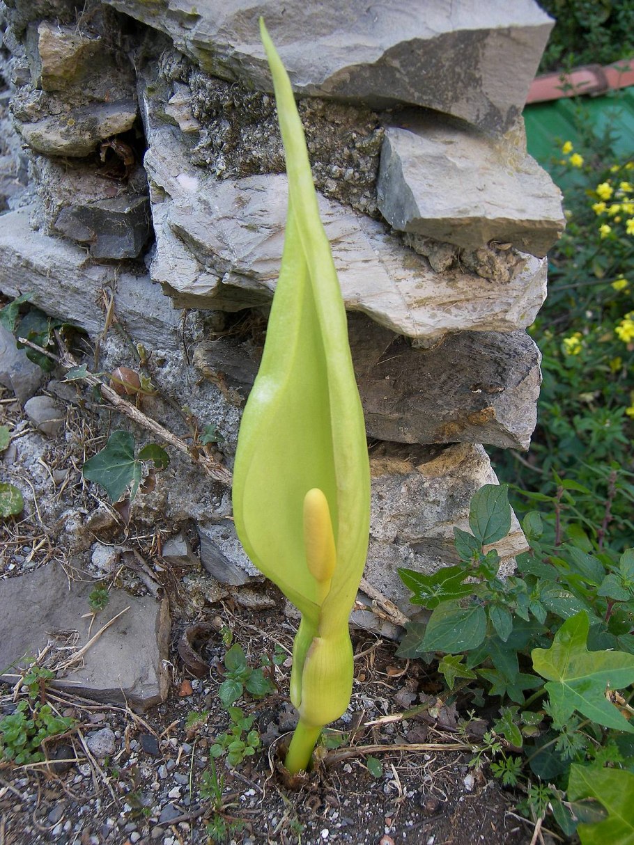 Аронник белокрылый