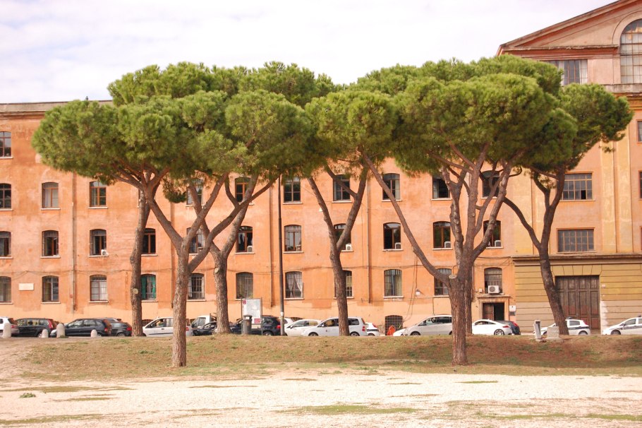 Сосна итальянская Пиния