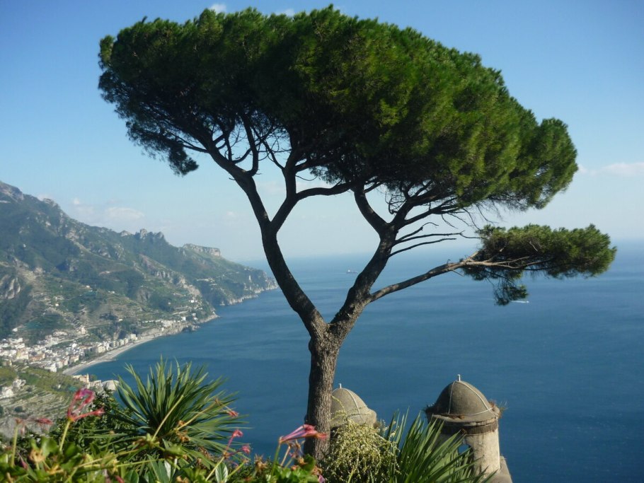 Пиния (Pinus pinea)