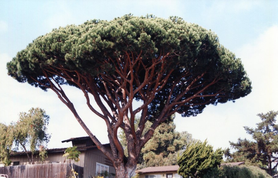 Сосна итальянская Пинус Пиния