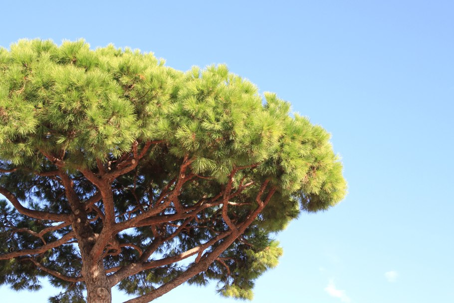 Сосна итальянская Пиния