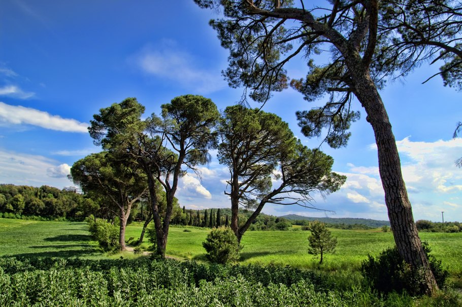 Новозеландская сосна Пиния кора