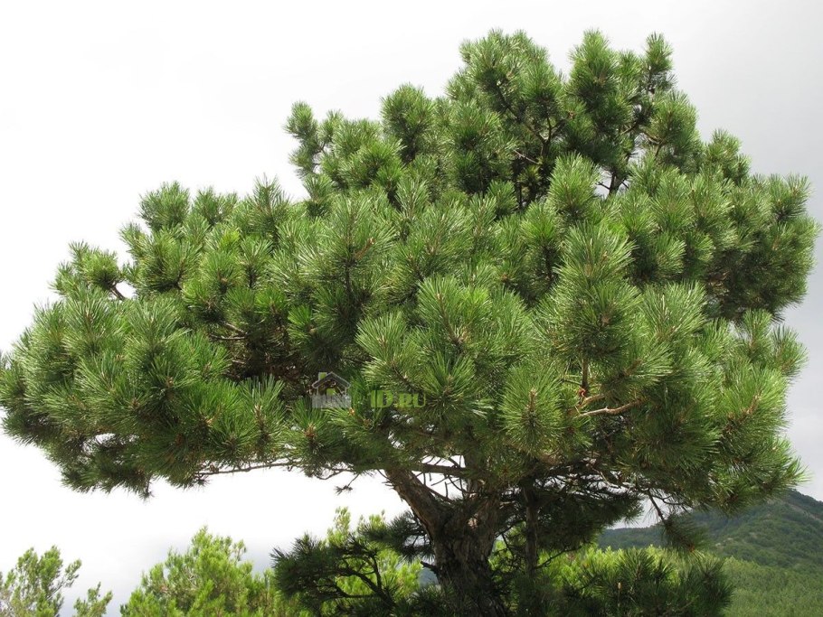 Пиния сосна дерево
