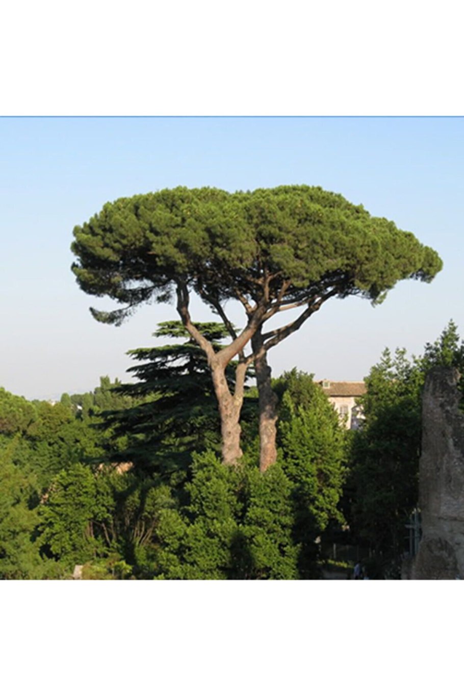 Pino Marittimo сосна