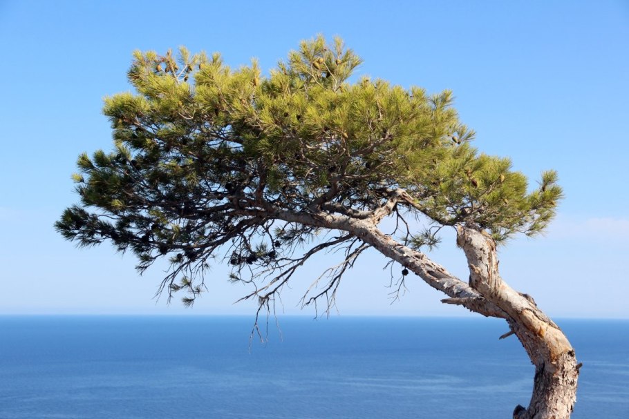 Пиния дерево Африка