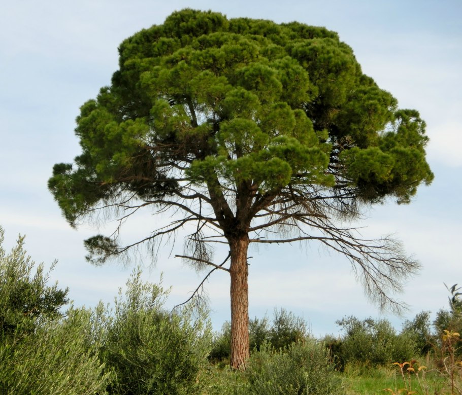Сосна обыкновенная Pinus Sylvestris l