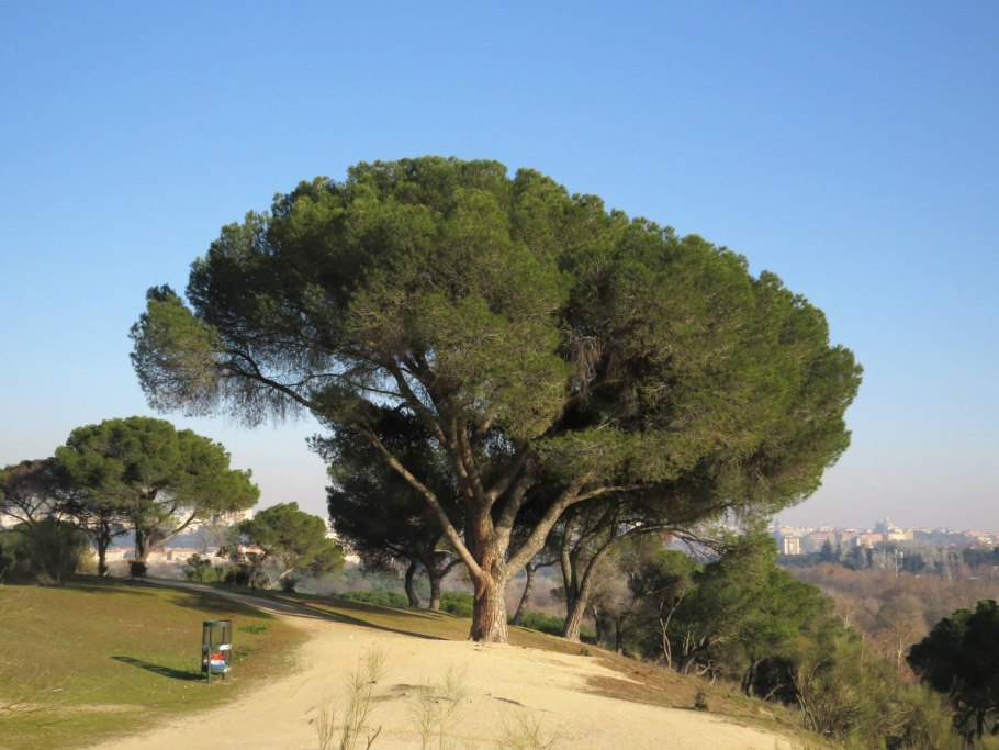 Сосна Пиния Рим