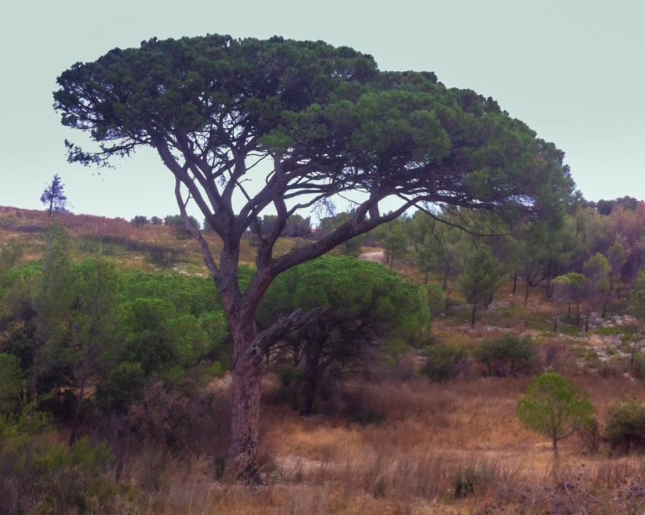 Сосна Ватерери ниваки