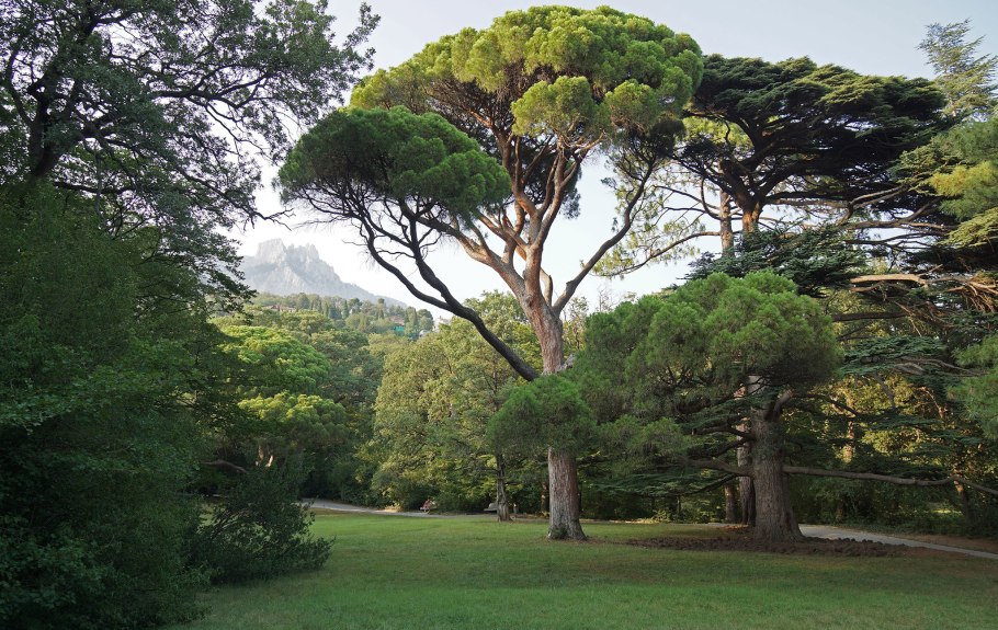 Сосна Пинус Пинея