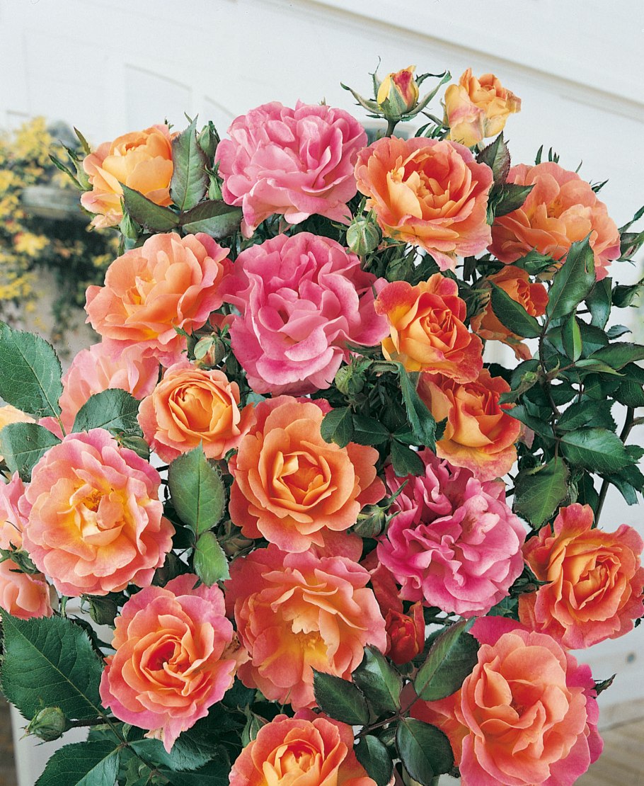 Бордюр Камайо (bordure Camaieu)