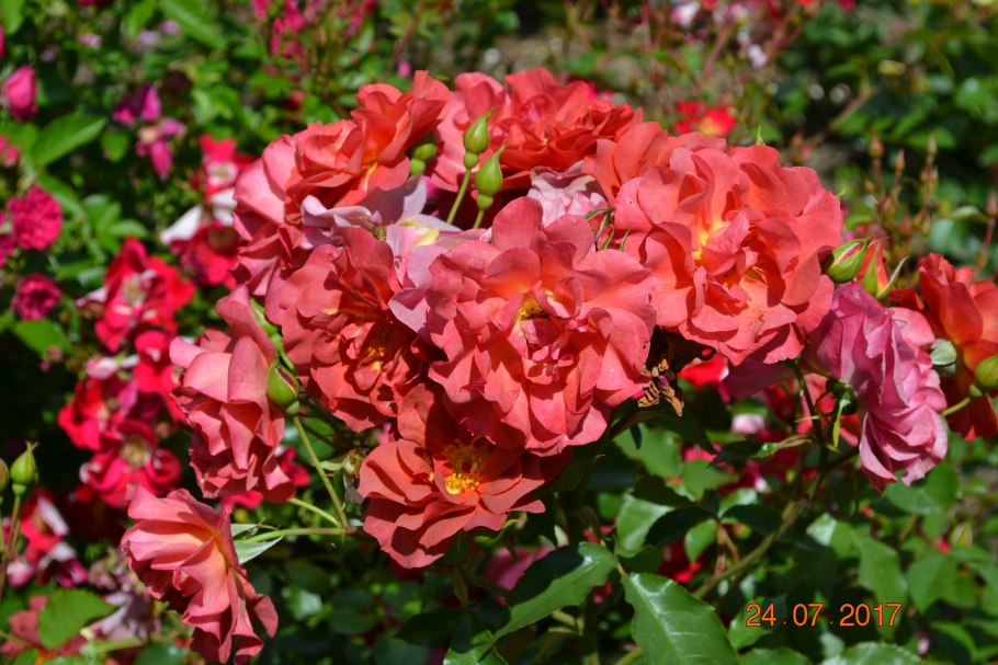 Роза бордюрная Лидия