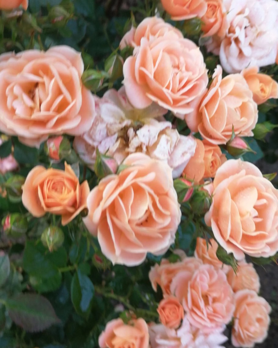 Роза бордюрная Клементина