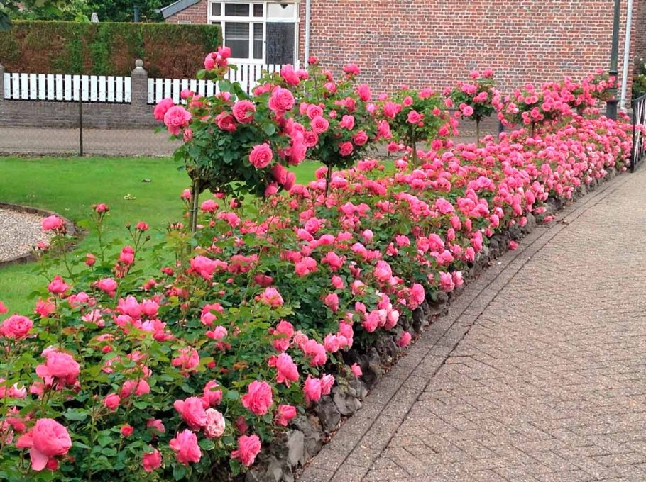 Роза низкорослая бордюрная