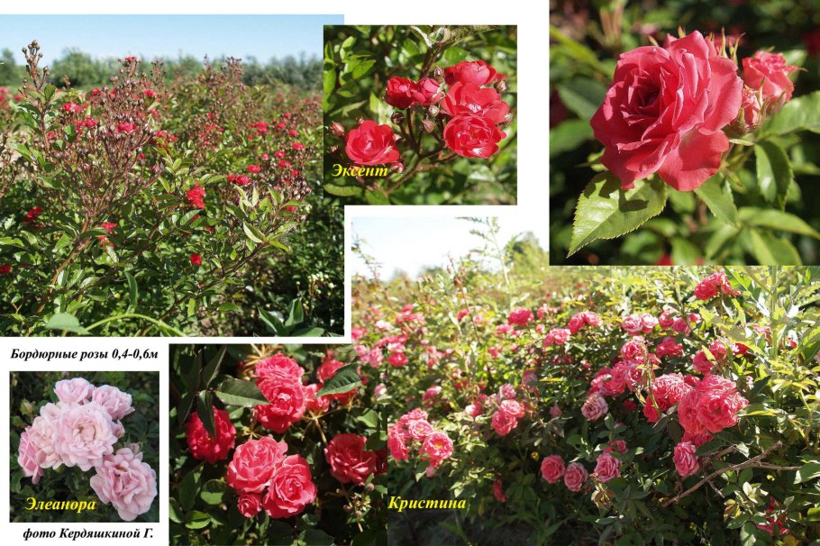 Роза бордюрная зеленая