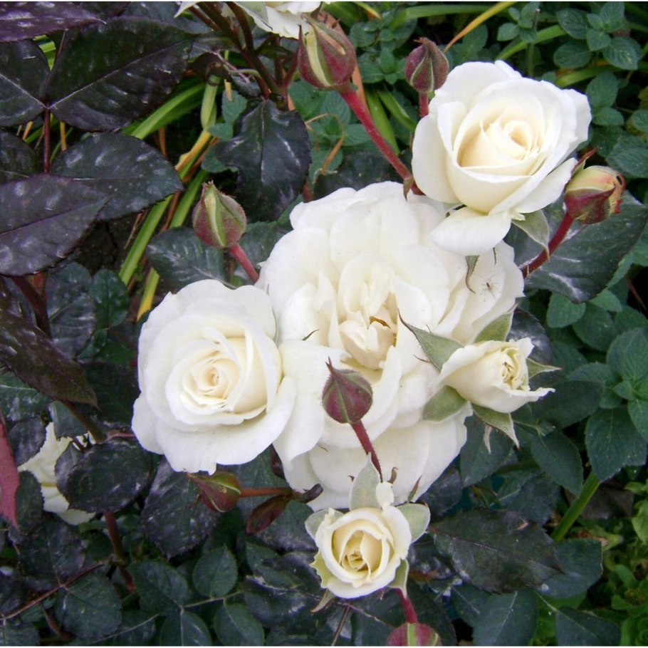 Роза Корснода