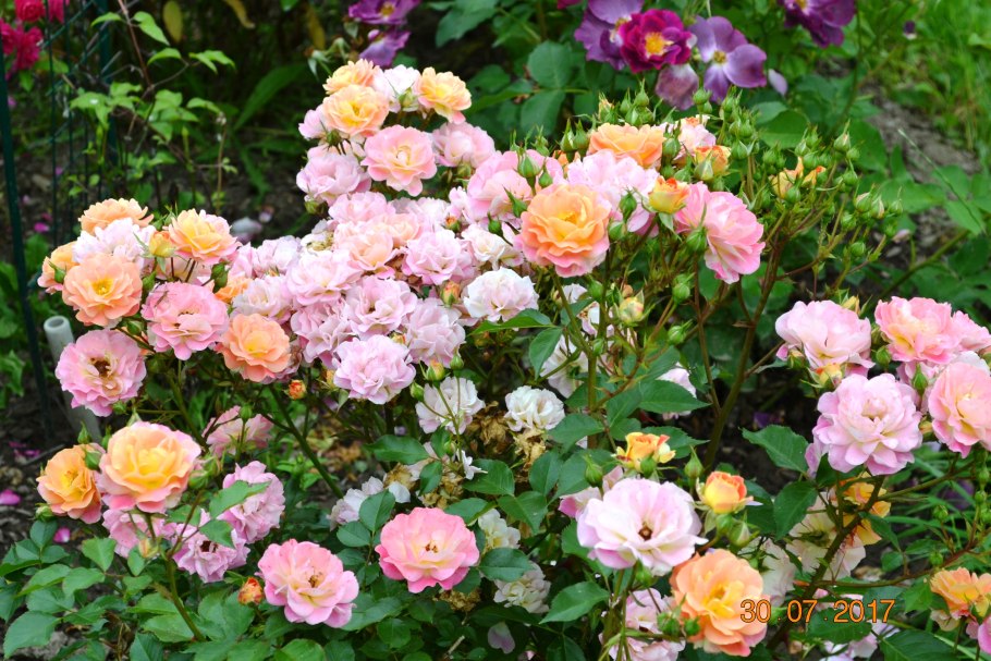 Роза бордюр накри