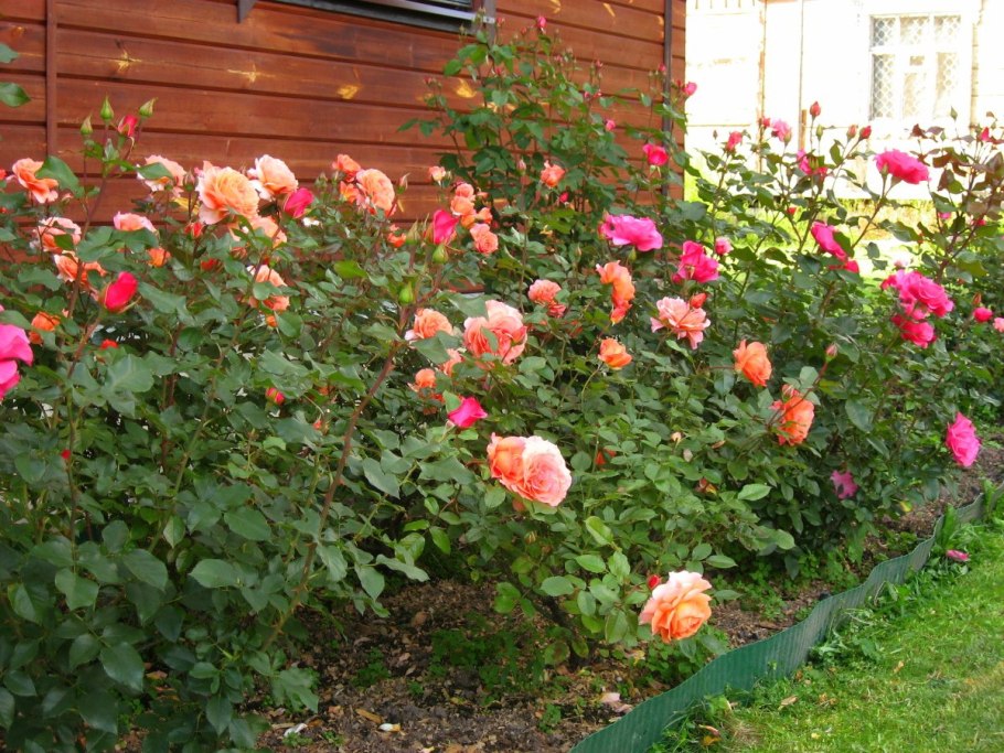 Кустовые огородные розы